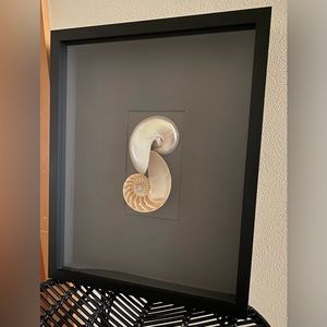 Authentic Christopher Marley Pheromones Nautilus